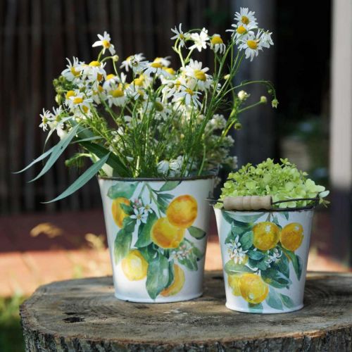 Floristik24 Dekoratyvinis kibiras citrinos Viduržemio jūros sodinukas Ø13,5/11/9cm H14/11,5/cm rinkinys 3 vnt.
