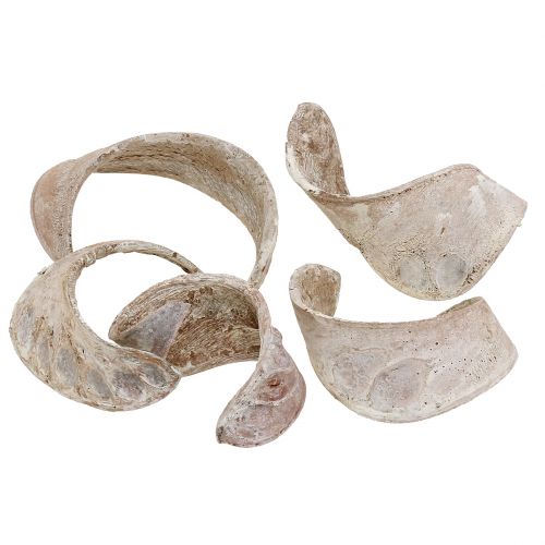 Floristik24 Elephant Ear White skalbtas 25 vnt