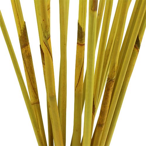 Floristik24 Dekoratyvinės lazdelės, Elephant Reed Yellow 20 vnt