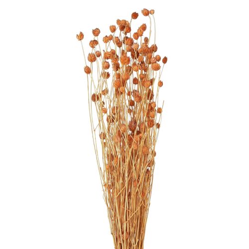 Braškinis erškėtis džiovintos gėlės erškėčio puošmena terakota 68cm 85g