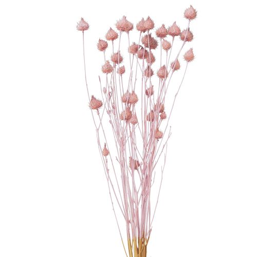 Braškinio erškėčio sauso erškėčio puošmena šviesiai rožinė 58cm 65g
