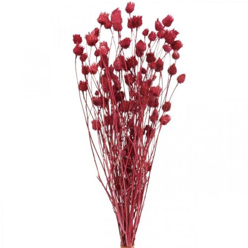 daiktų Džiovintos gėlės Red Dry Thistle Braškinis erškėtis spalvotas 100g