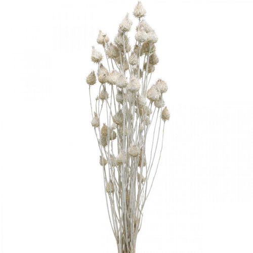 daiktų Džiovintos gėlės Baltasis džiovintas erškėtis Braškių erškėtis spalvotas 100g
