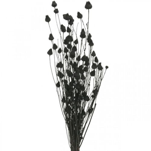 daiktų Džiovintos gėlės Black Dry Thistle Strawberry Thistle 100g