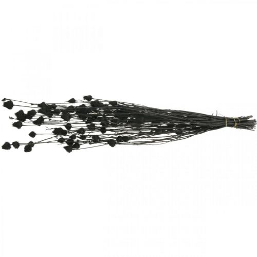 daiktų Džiovintos gėlės Black Dry Thistle Strawberry Thistle 100g