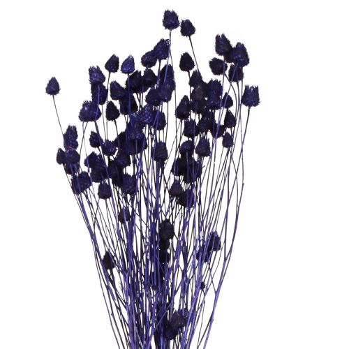daiktų Braškių erškėčių sausas erškėtis Dekoratyvinis Violetinis 44-58cm 100g