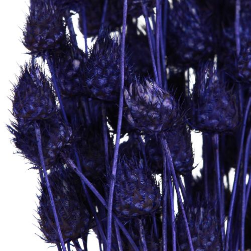 daiktų Braškių erškėčių sausas erškėtis Dekoratyvinis Violetinis 44-58cm 100g