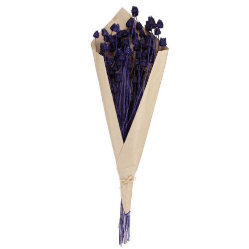 daiktų Braškių erškėčių sausas erškėtis Dekoratyvinis Violetinis 44-58cm 100g
