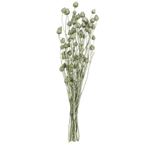 daiktų Braškiniai erškėčiai metališkai žalios spalvos Ø1cm–2cm L55cm 100g