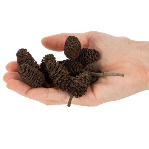 Natūralūs alksnio kankorėžiai, palaidi, dekoravimui, 3 cm, 300 g, natūraliai rudi. | Floristik24.lt