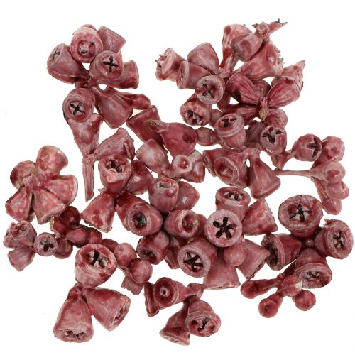 Floristik24 Eukalipto vaisiai vaškuoti raudonai 250g