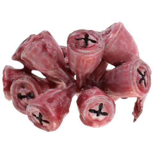 Floristik24 Eukalipto vaisiai vaškuoti raudonai 250g