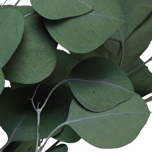 Floristik24 Eukalipto šakelės žalios dekoratyvinės šakos konservuotos 70-80cm 110g