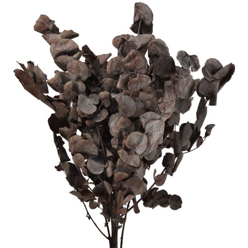 Floristik24 Eukalipto šakelės Eucalyptus Preserved Red L49cm 120g