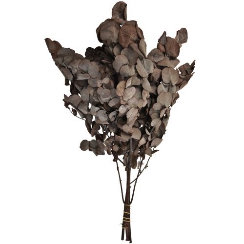 daiktų Eukalipto šakelės Eucalyptus Preserved Red L49cm 120g