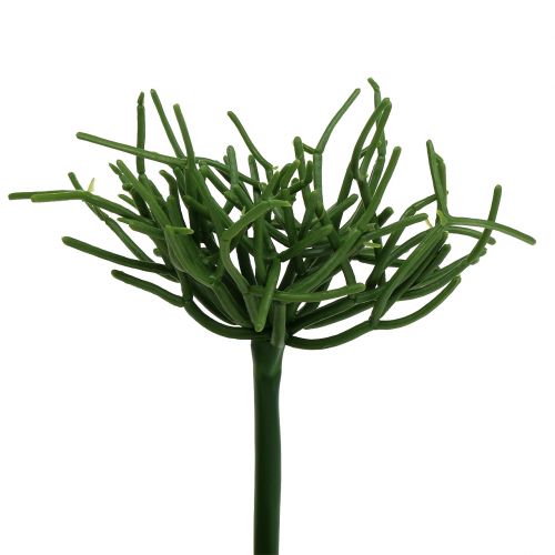 Floristik24 Euphorbia pick green 19cm 4vnt