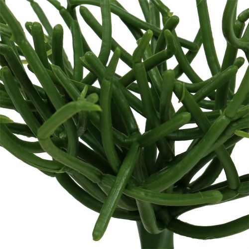 daiktų Euphorbia pick green 19cm 4vnt