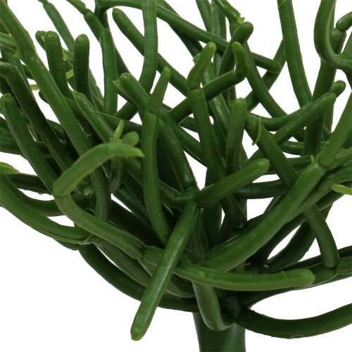 Floristik24 Euphorbia pick green 19cm 4vnt