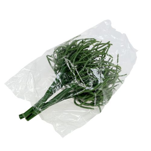 Floristik24 Euphorbia pick green 19cm 4vnt