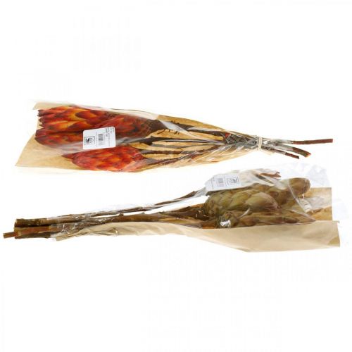 Floristik24 Protea Mix, Džiovintos gėlės Respens Natural/Red 13 vnt