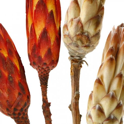 Floristik24 Protea Mix, Džiovintos gėlės Respens Natural/Red 13 vnt