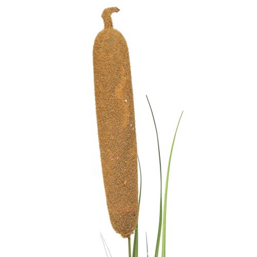 Floristik24 Dirbtiniai augalai, katžolė dirbtinė, nendrių puošmena 92cm