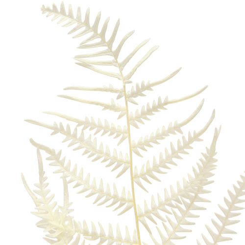 daiktų Paparčio lapai Baltas Papartis Džiovintas Balintas 50cm 10 vnt
