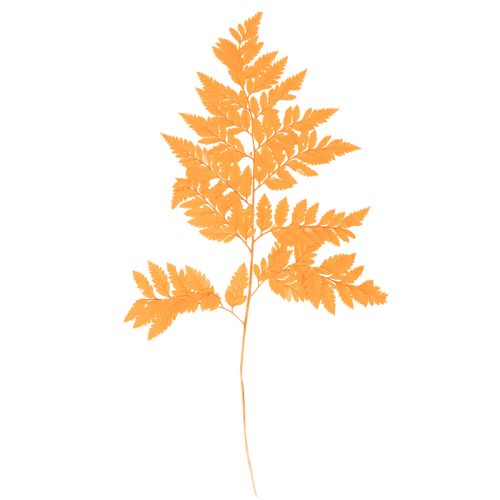 Džiovinti ir konservuoti paparčio lapai floristikai ir rudens dekoracijoms, 42 cm, 10 vnt. pirkti | Floristik24.lt