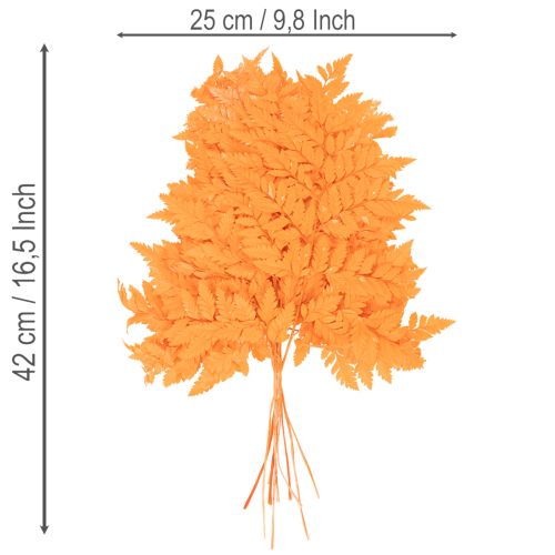 Džiovinti ir konservuoti paparčio lapai floristikai ir rudens dekoracijoms, 42 cm, 10 vnt. | Floristik24.lt