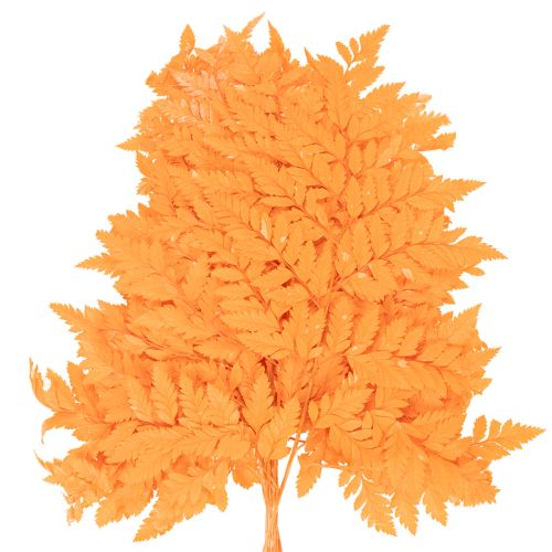 Džiovinti ir konservuoti paparčio lapai floristikai ir rudens dekoracijoms, 42 cm, 10 vnt. | Floristik24.lt