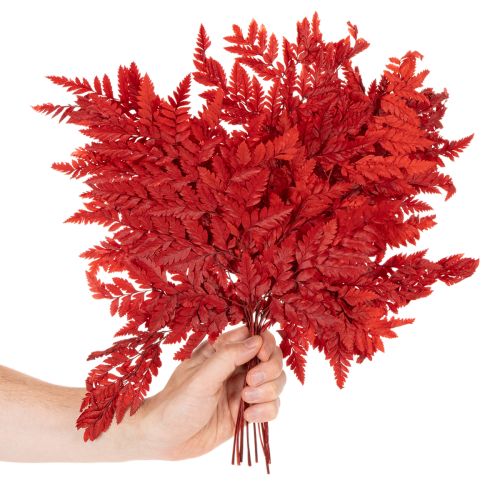 Konservuoti ir dažyti paparčio lapai, tikrasis papartis rudens kompozicijoms, 42 cm, 10 vnt. | Floristik24.lt
