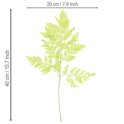 daiktų Paparčiai: konservuota, aukštos kokybės natūrali medžiaga ilgalaikiams dekoravimo projektams, 40 cm, 10 vnt.