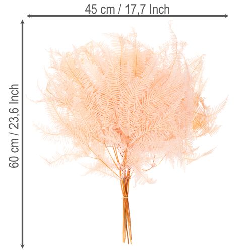 Džiovinti paparčio lapai, paparčio dekoracijos vazoms, 60 cm, 10 vnt. | Floristik24.lt