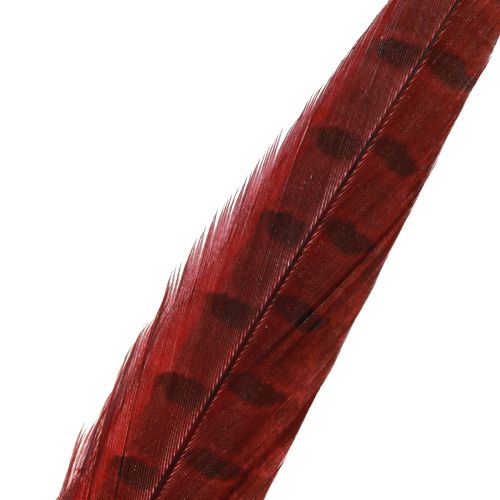daiktų Fazano plunksnos raudonos tikros plunksnos Dekoratyvinės Vyno Raudonos 35-45cm 9 vnt.