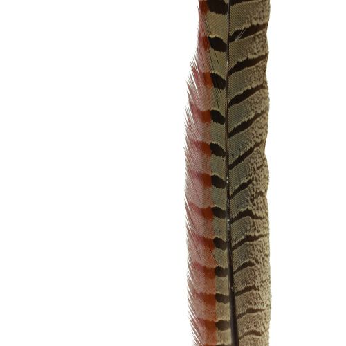 Floristik24 Fazano plunksnos Dekoracija Tikros plunksnos Natūralios 40cm 9 vnt