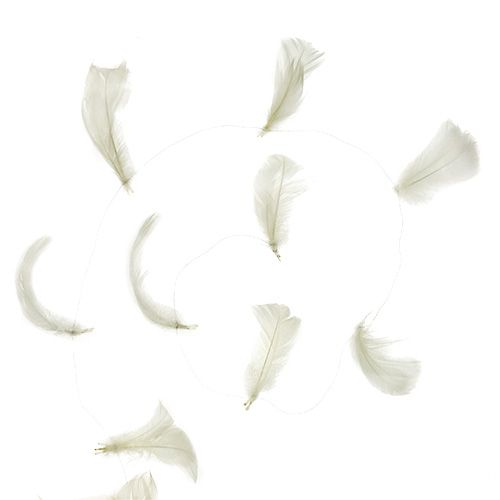 Floristik24 Plunksna ant vielos kremas 10m