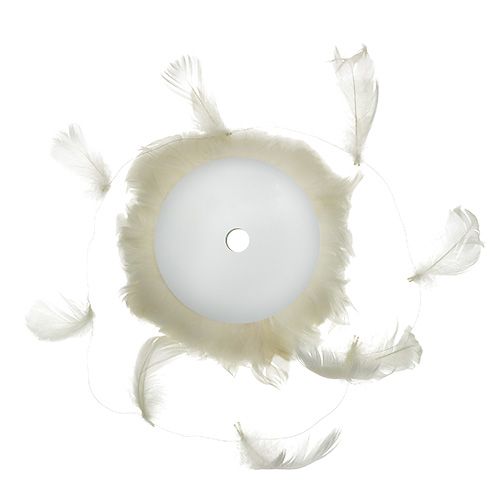 Floristik24 Plunksna ant vielos kremas 10m