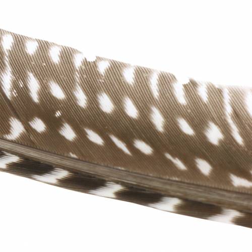 Floristik24 Natūralios plunksnos 18 - 24cm 10g