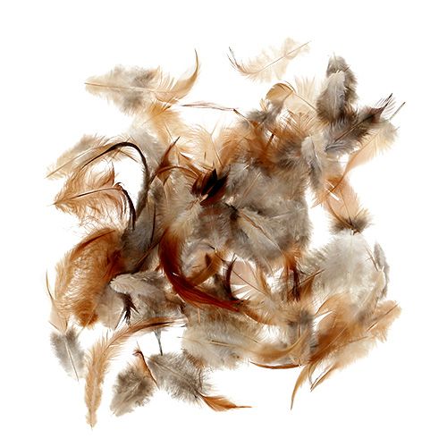 Floristik24 Plunksnų rūšis. 5-15cm gamta 228vnt