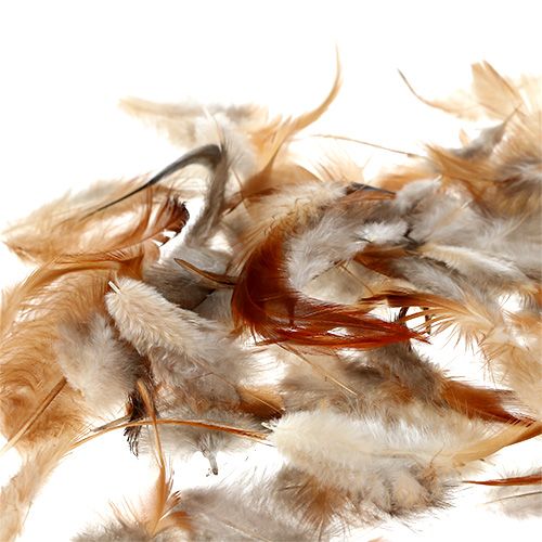 Floristik24 Plunksnų rūšis. 5-15cm gamta 228vnt