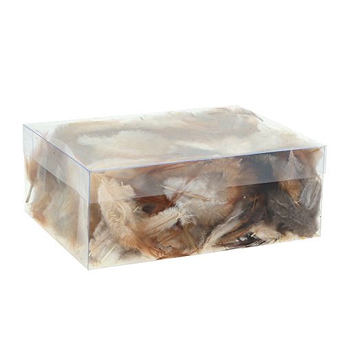 Floristik24 Plunksnų rūšis. 5-15cm gamta 228vnt