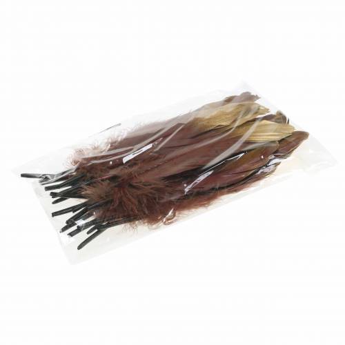 Floristik24 Plunksnos bordo, auksinės 18-23cm 24 vnt