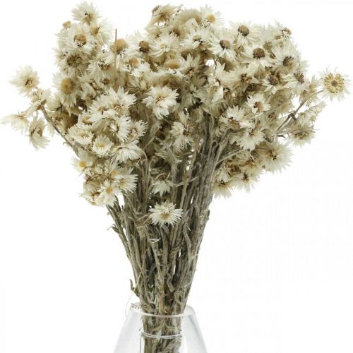 daiktų Mini šiaudinė gėlė Balta džiovinta gėlė Deco Rock Flower H20cm 15g