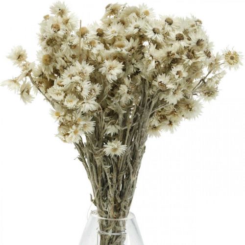 Floristik24 Mini šiaudinė gėlė Balta džiovinta gėlė Deco Rock Flower H20cm 15g