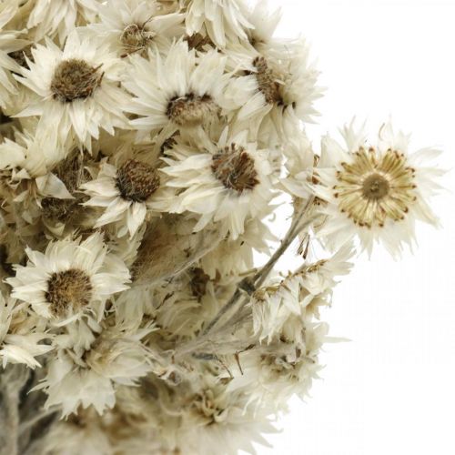 Floristik24 Mini šiaudinė gėlė Balta džiovinta gėlė Deco Rock Flower H20cm 15g