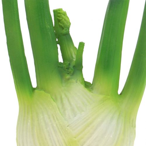 Floristik24 Pankolis 15 cm