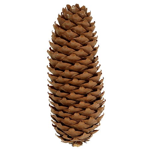 daiktų Eglės kankorėžiai natūralūs 5kg kankorėžiai