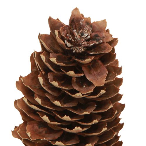 daiktų Eglės kankorėžiai natūralūs dekoratyviniai kūgiai rankdarbiams 10-11cm 5 vnt
