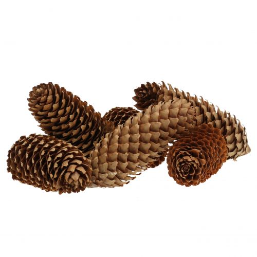 Floristik24 Eglės kankorėžiai gamta 13cm 12 vnt