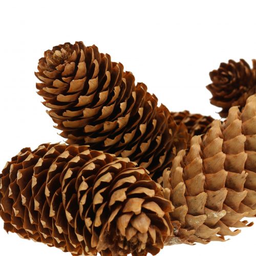 Floristik24 Eglės kankorėžiai gamta 13cm 12 vnt
